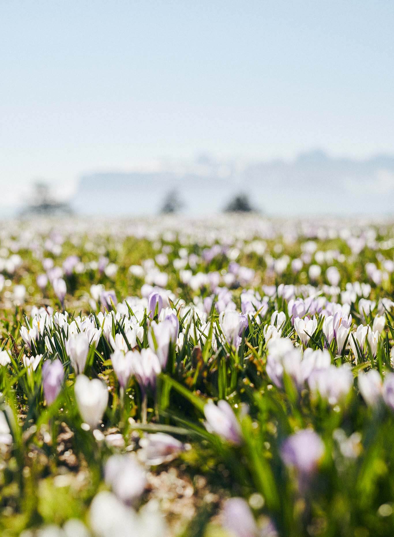 fruehling urlaub klausen eisacktal suedtirol